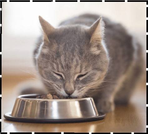 Stop Cat From Eating Other Cat's Food